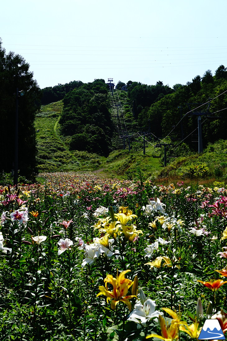 北海道最大級、213万輪のゆりの花！『オーンズ春香山ゆり園』